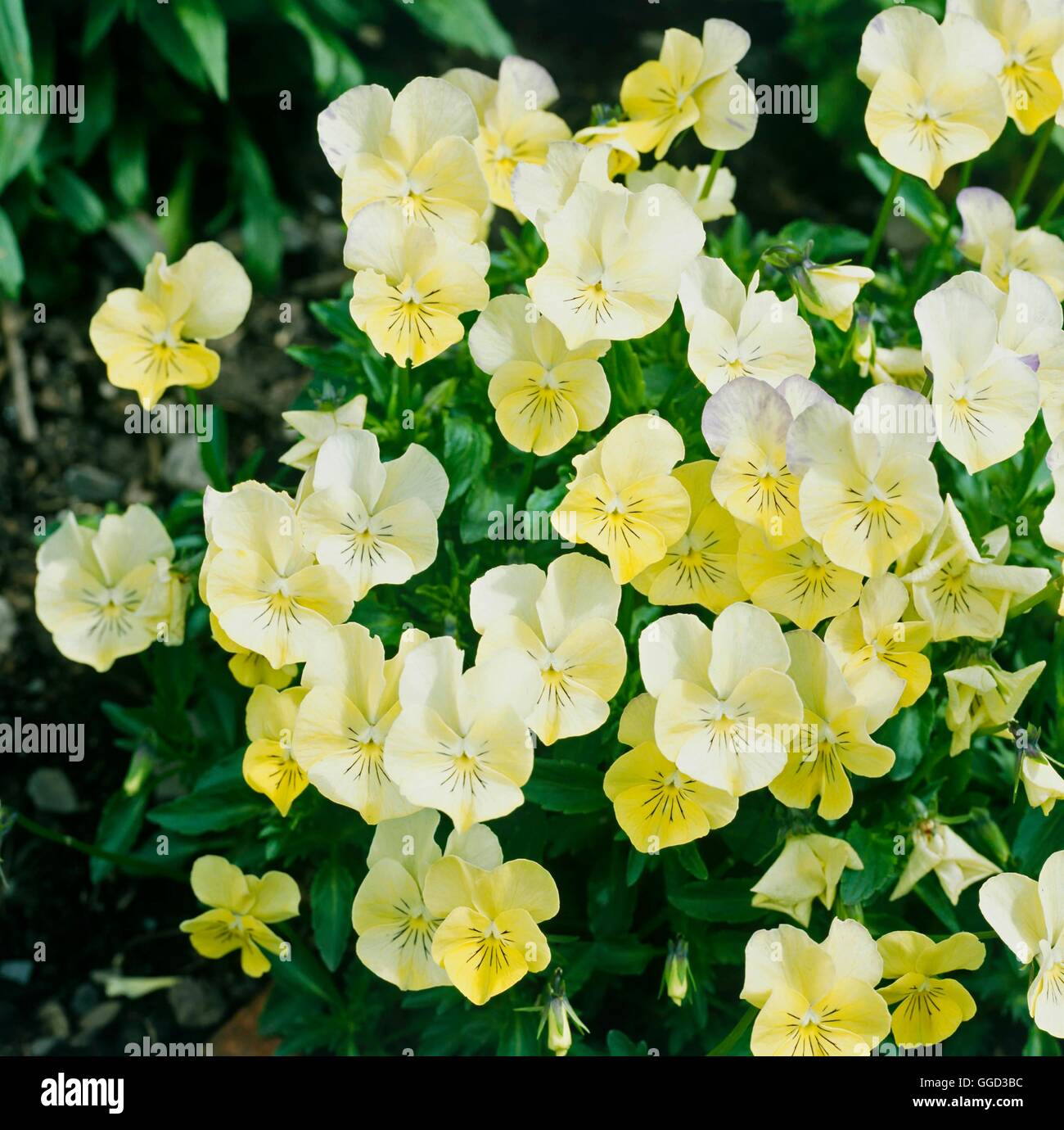 Catswhiskers hires stock photography and images Alamy